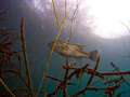   our local quarry turned dive lake spotted this big momma bass hanging sunshine. Looking through weeds trees shore took shot my Olympus SP350 using Inon WA lens F5.6 ISO 100Focal Length 8.0mm sunshine F/5.6 F/56 F/5 5.6 80mm 0mm  